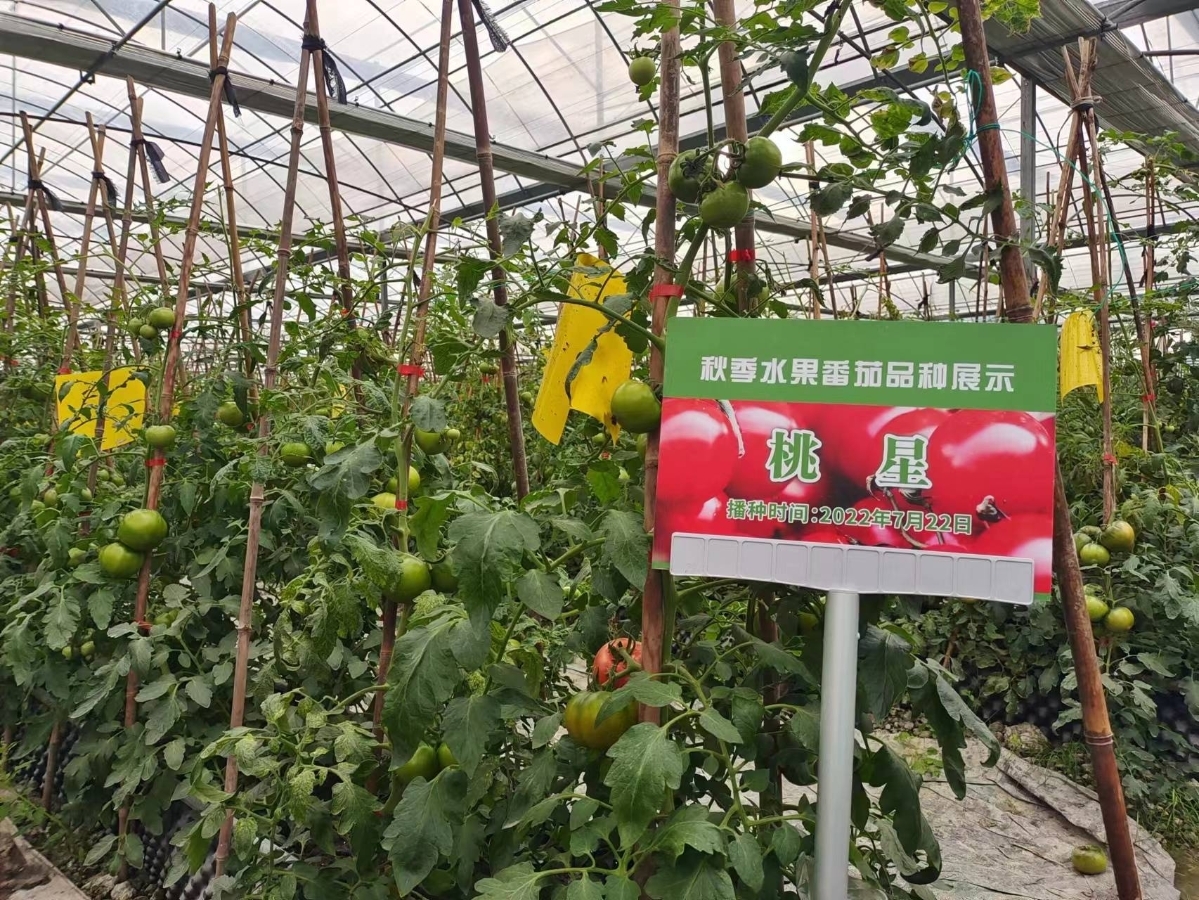 一颗番茄,凭什么“红”遍宁波?