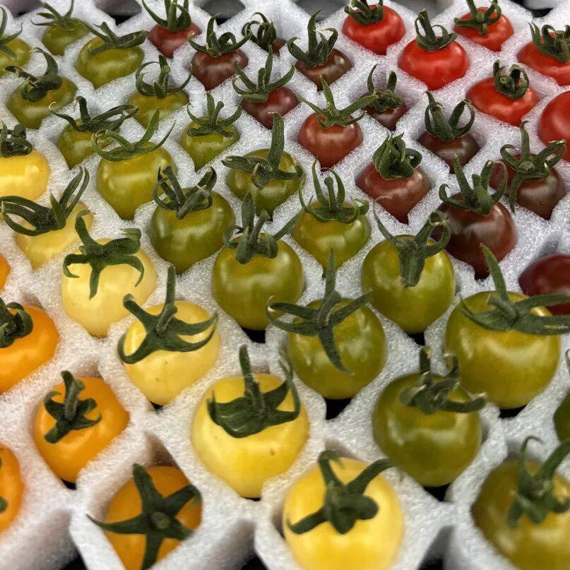 一颗番茄,凭什么“红”遍宁波?