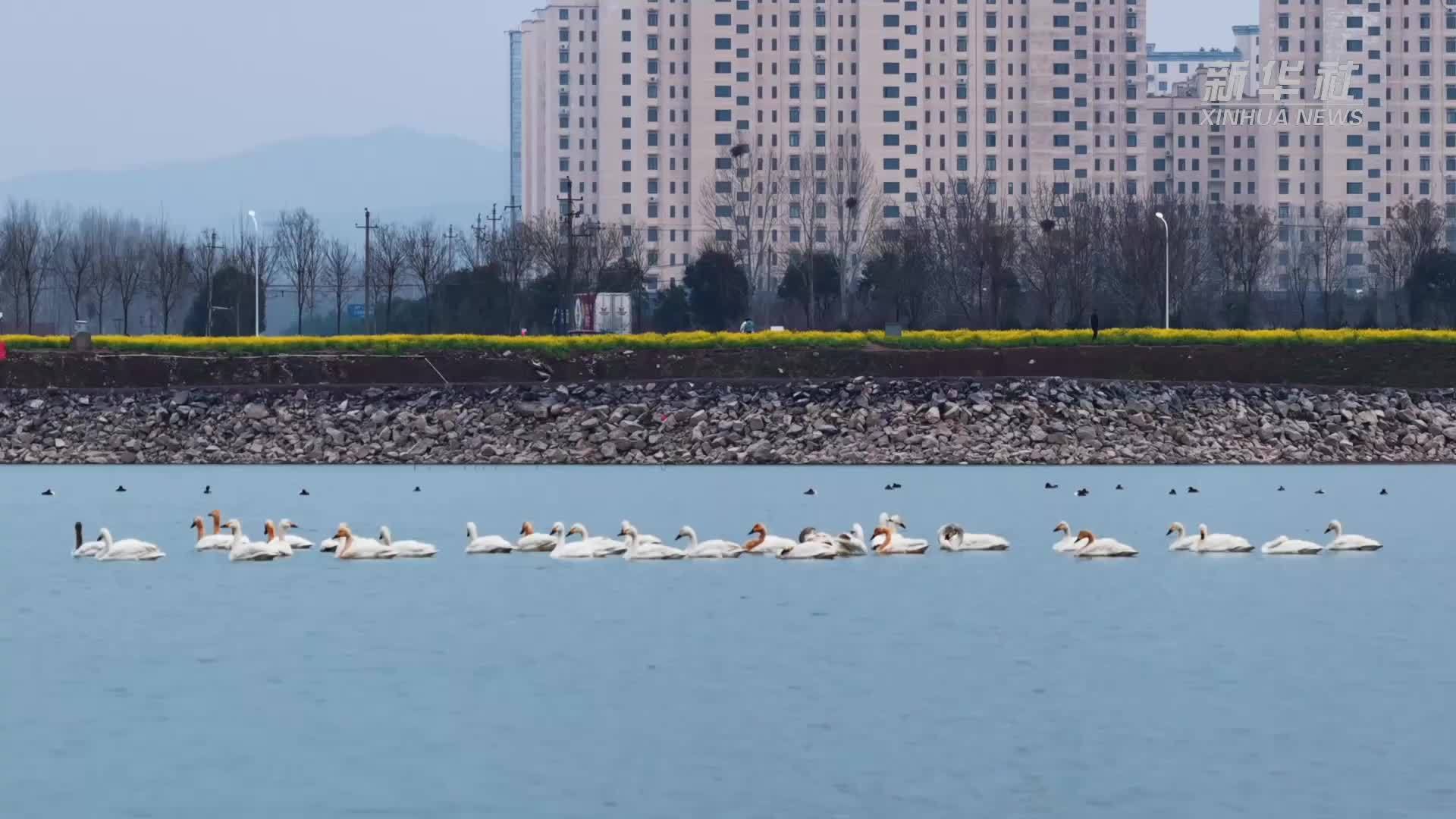 千城胜景｜河南济源：玉阳湖 天鹅舞