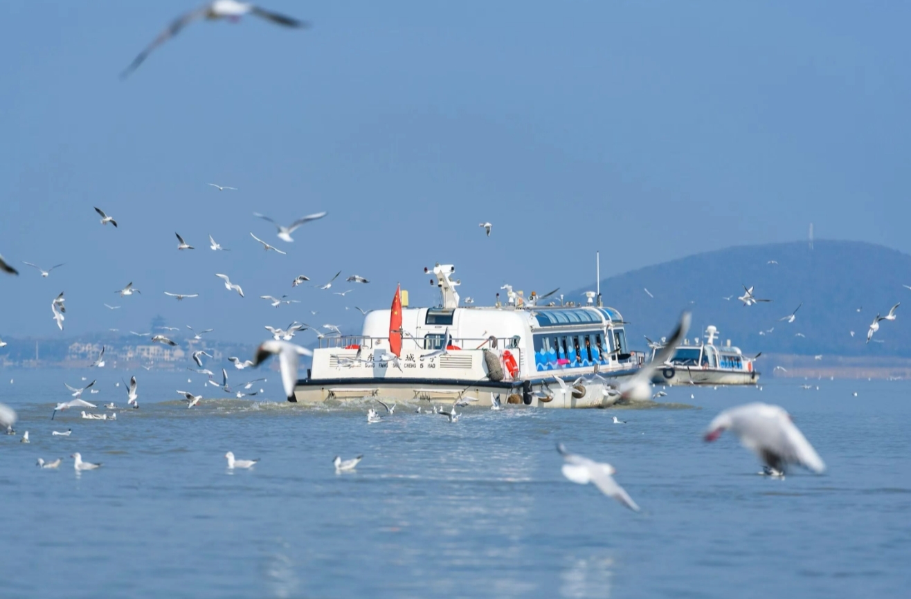 这次“沪”动，“名城”姑苏下的是什么棋？