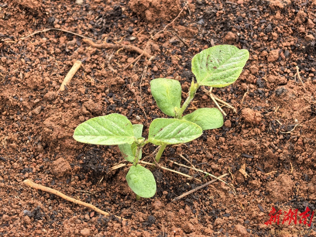柑橘园里长出来的大豆苗。