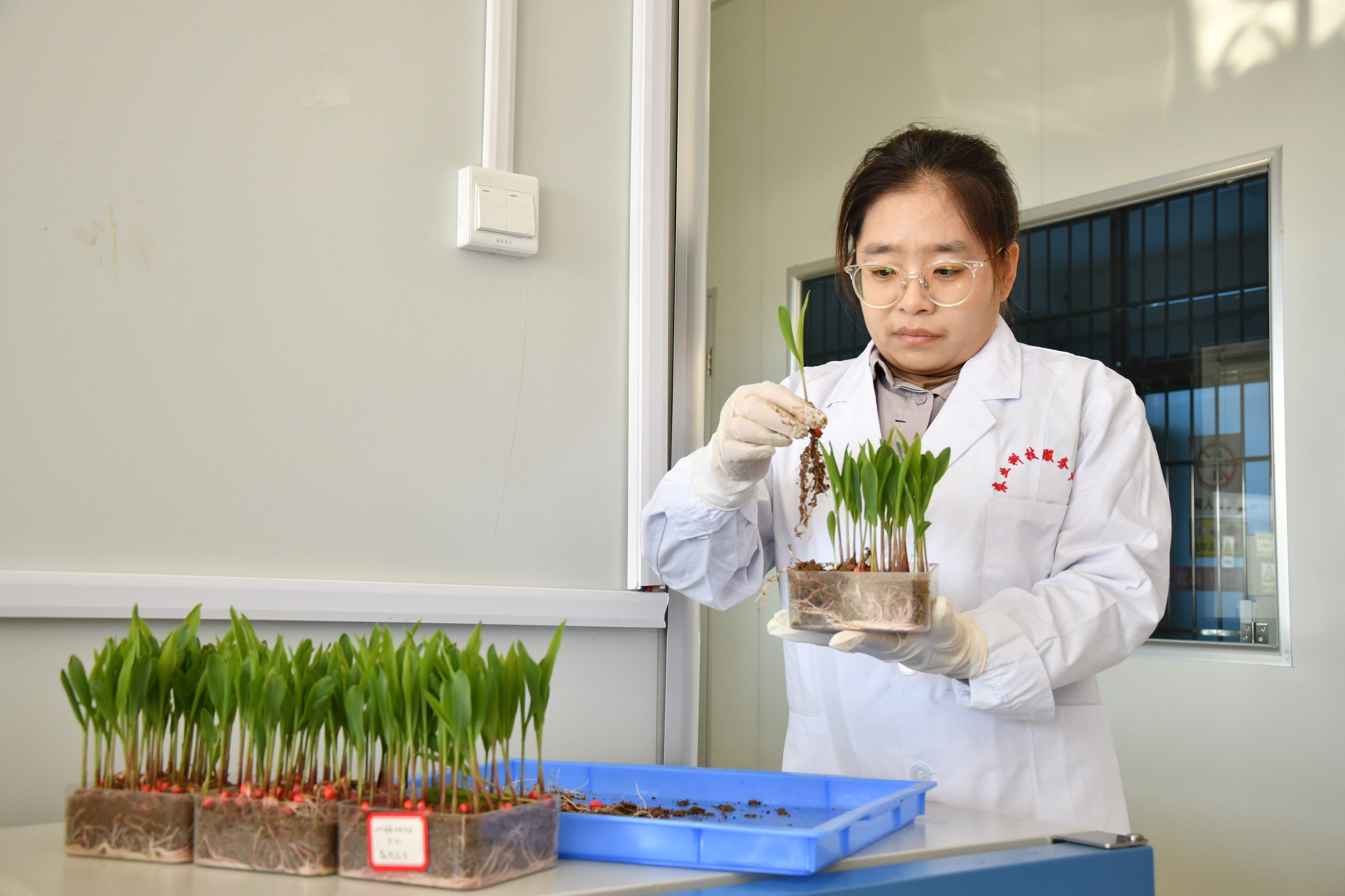 科技园区种植前的发芽试验