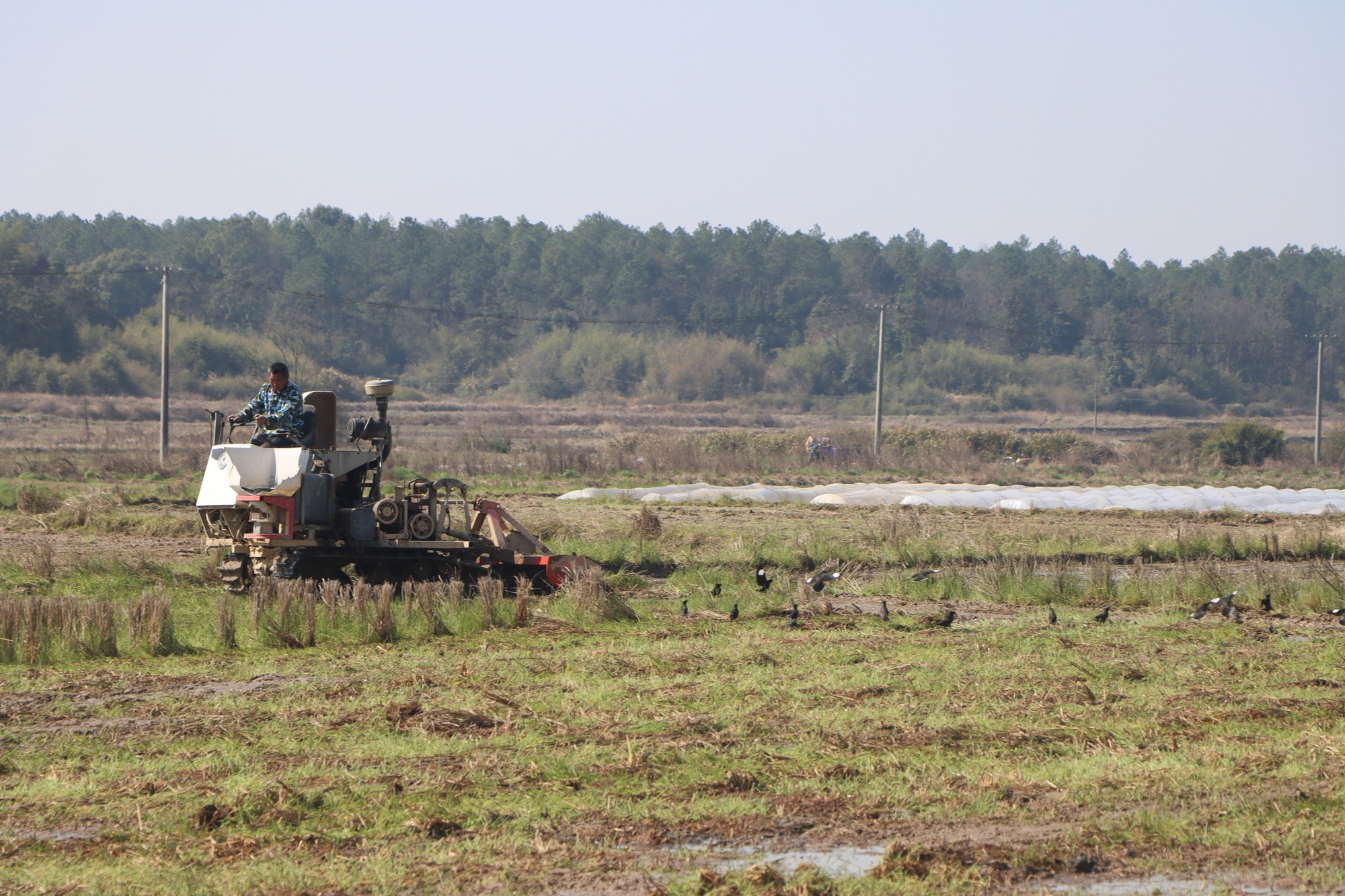 强农惠农政策落地，金溪早稻播种用上“机械化”