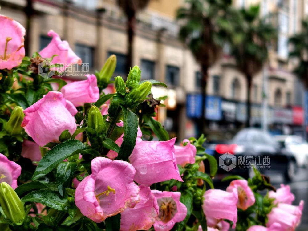 江西分宜：串串风铃映街巷 满城清新入画来（图）