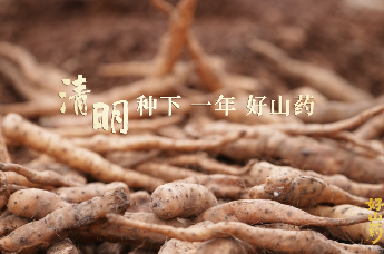 清明，种下一年好山药