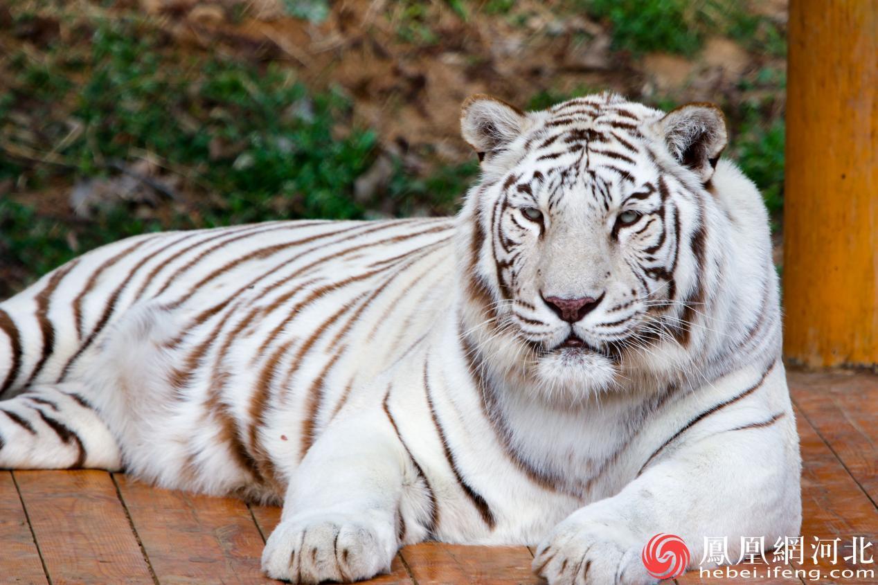 妞妞在运动场里的亭下休息 李卓然摄