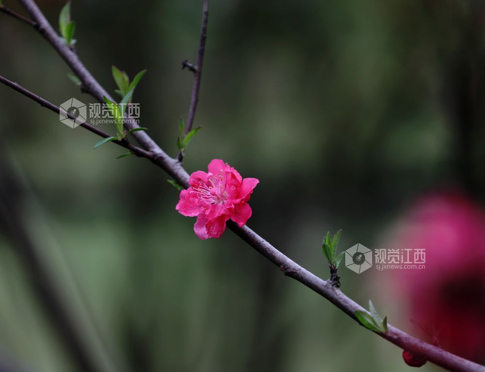 江西分宜：碧桃花开春色美（图）