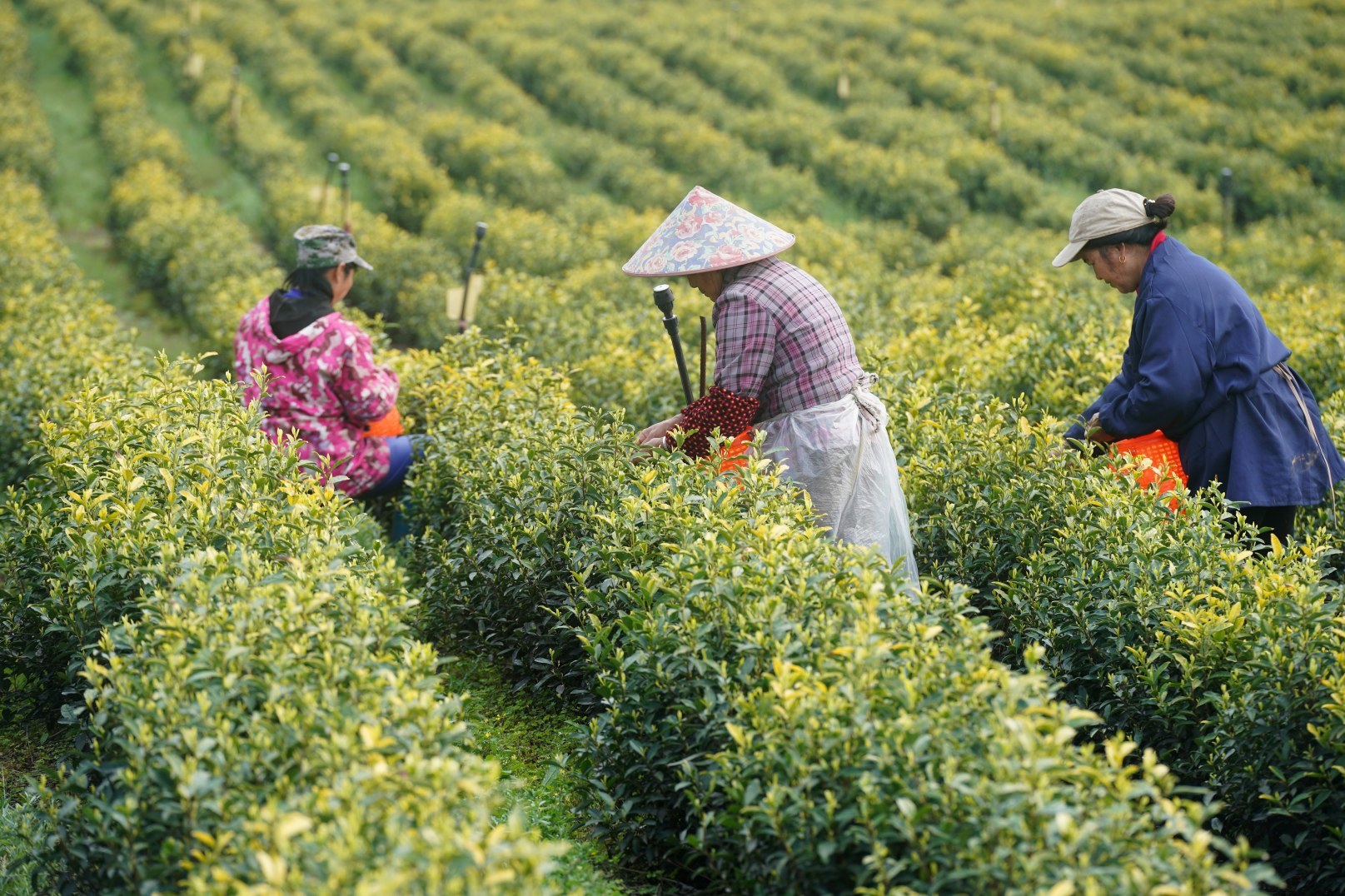 春茶吐绿、茶农忙采，分宜湖泽镇黄茶产业助乡村振兴