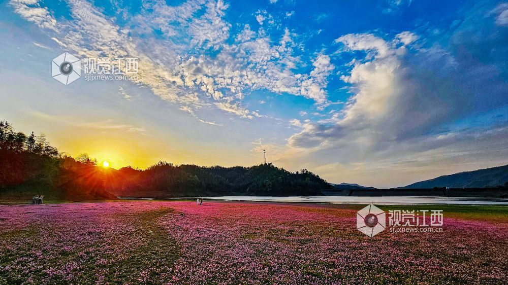 2026年4月1日,江西省宜春市袁州区彬江镇,天空多姿多彩的云霞与地上光影斑斓的红花相映成趣,美不胜收。