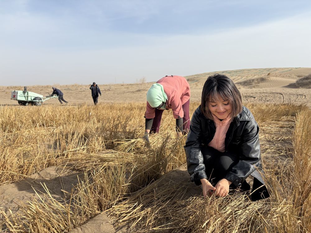 法国志愿者真理(右一)正在铺设草方格沙障 新华社记者 程楠 摄