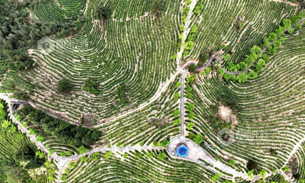 2026年4月2日,航拍视角下的江西省吉安市遂川县汤湖镇生态茶园如大地镌刻的指纹,层层叠叠的茶树沿丘陵山势蜿蜒铺展,大地在山峦间晕开绝美金波,与青山、步道、亭台相映成趣,铺展出一幅茶乡振兴的生态画卷。