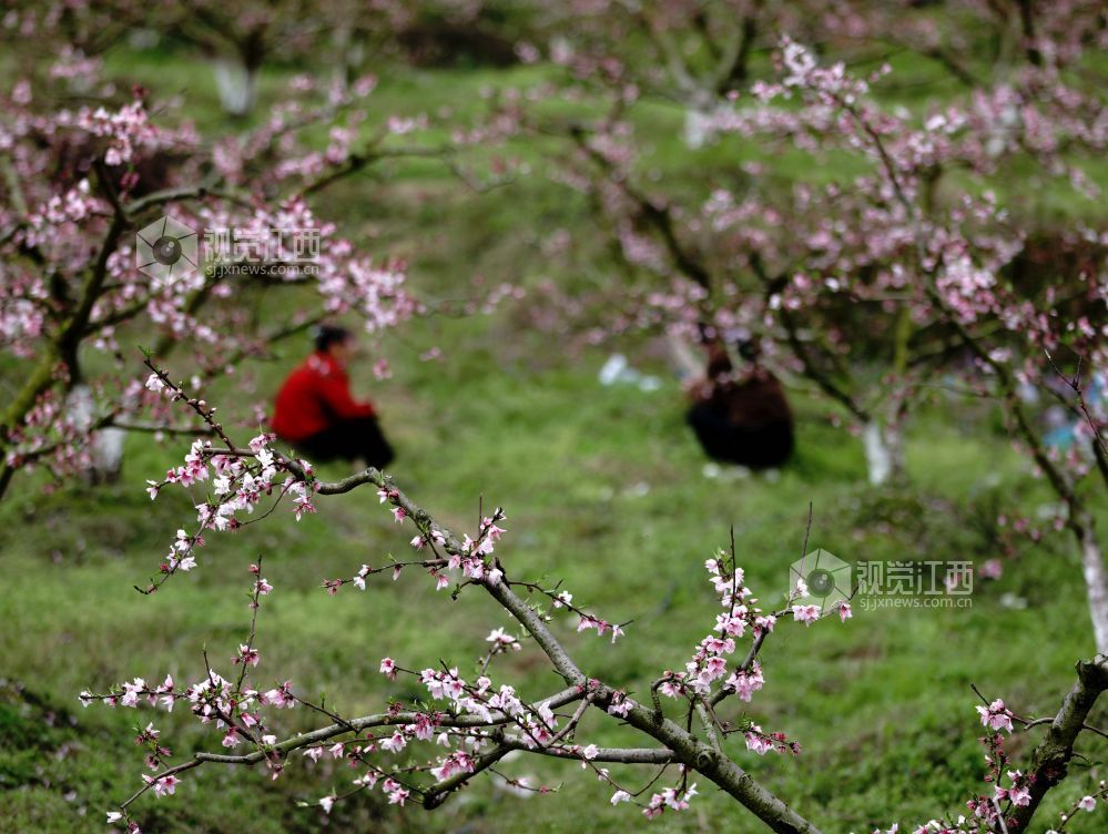 江西分宜:赏桃花 享春光(图)