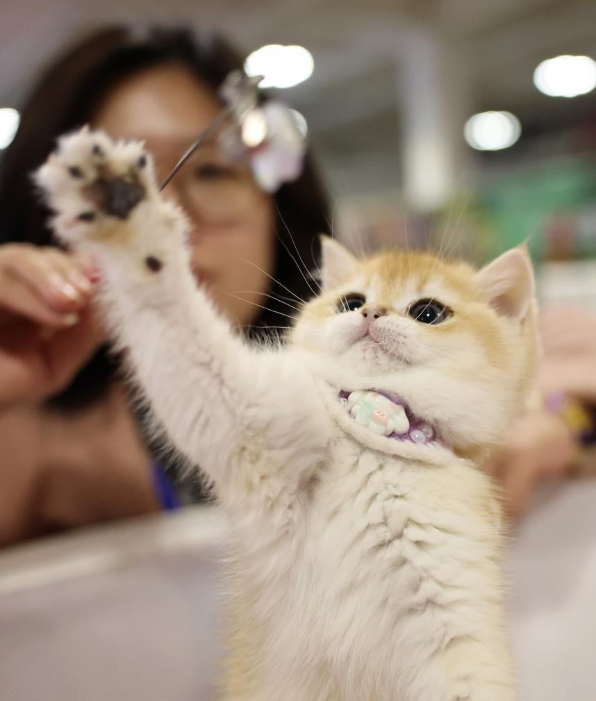 这是3月27日在2026西部宠物展兰州展上拍摄的一只宠物猫　新华社记者　陈斌　摄