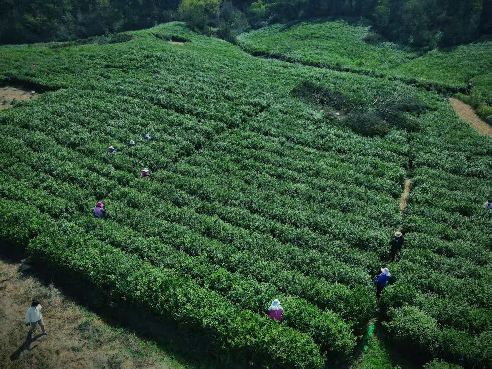 图片来源：魅力马山