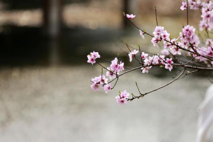 嫩枝斜探向柔波,粉桃轻绽,瓣尖染着淡绯。辛崇志 摄