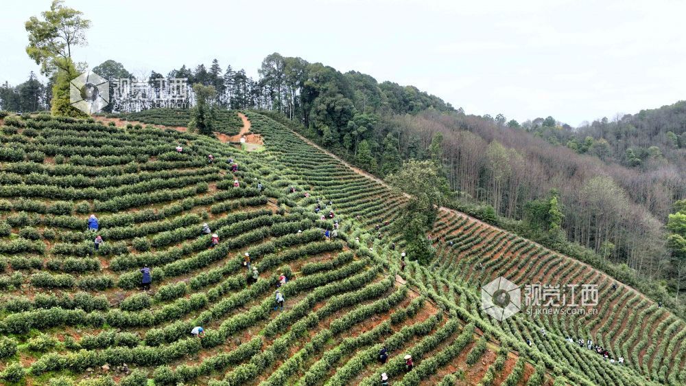 江西分宜:留学生采摘春茶(图)