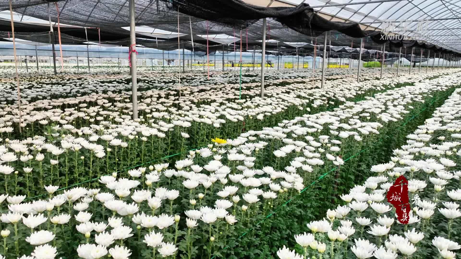 千城百县看中国｜福建长泰：一簇素菊 两处情思