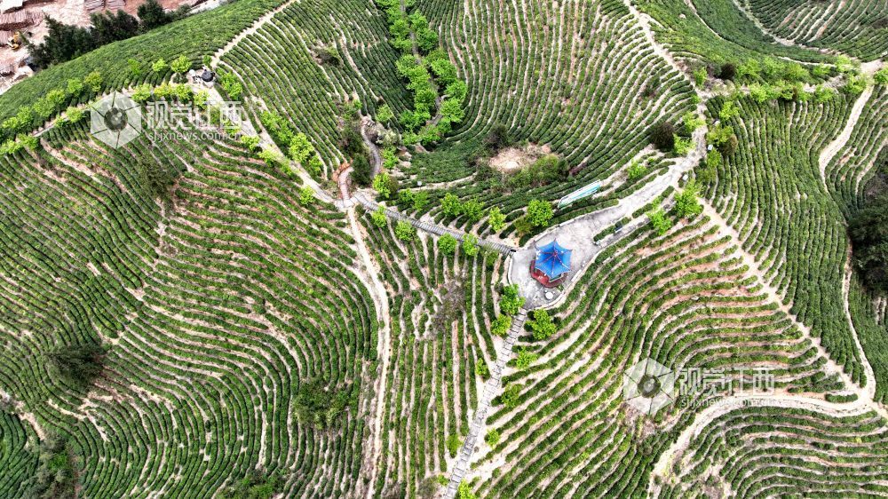2026年4月2日,航拍视角下的江西省吉安市遂川县汤湖镇生态茶园如大地镌刻的指纹,层层叠叠的茶树沿丘陵山势蜿蜒铺展,大地在山峦间晕开绝美金波,与青山、步道、亭台相映成趣,铺展出一幅茶乡振兴的生态画卷。