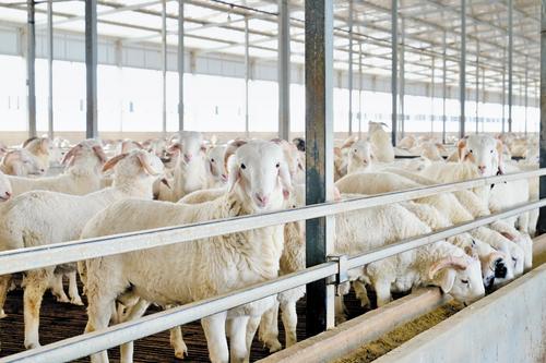 ��׼����ֳС����