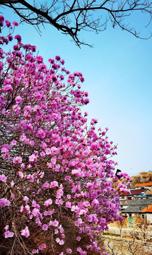 淡紫色的蓝槿花簇满枯枝,像把春的粉雾揉进枝桠。刘玉平 摄