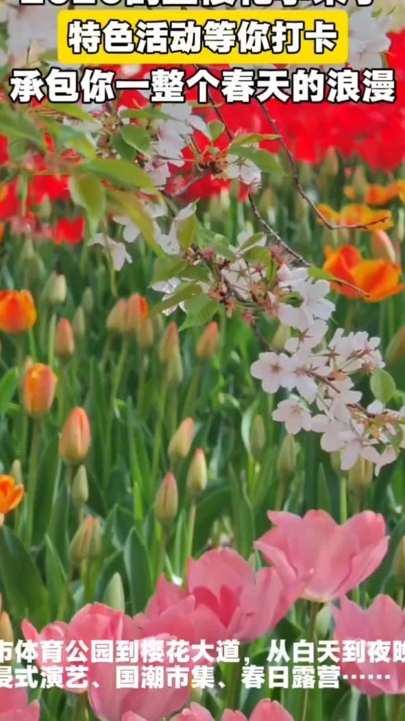 #被鹤壁的春日浪漫惊艳到 4月2日，2026樱花季鹤壁文旅推介大会正式开幕。花开满城、演艺不停、匹克球超燃，春天的快乐全在这儿！#老家河南花海已上线  浪漫樱花遇上潮流运动，鹤壁这波春日氛围感直接拉满