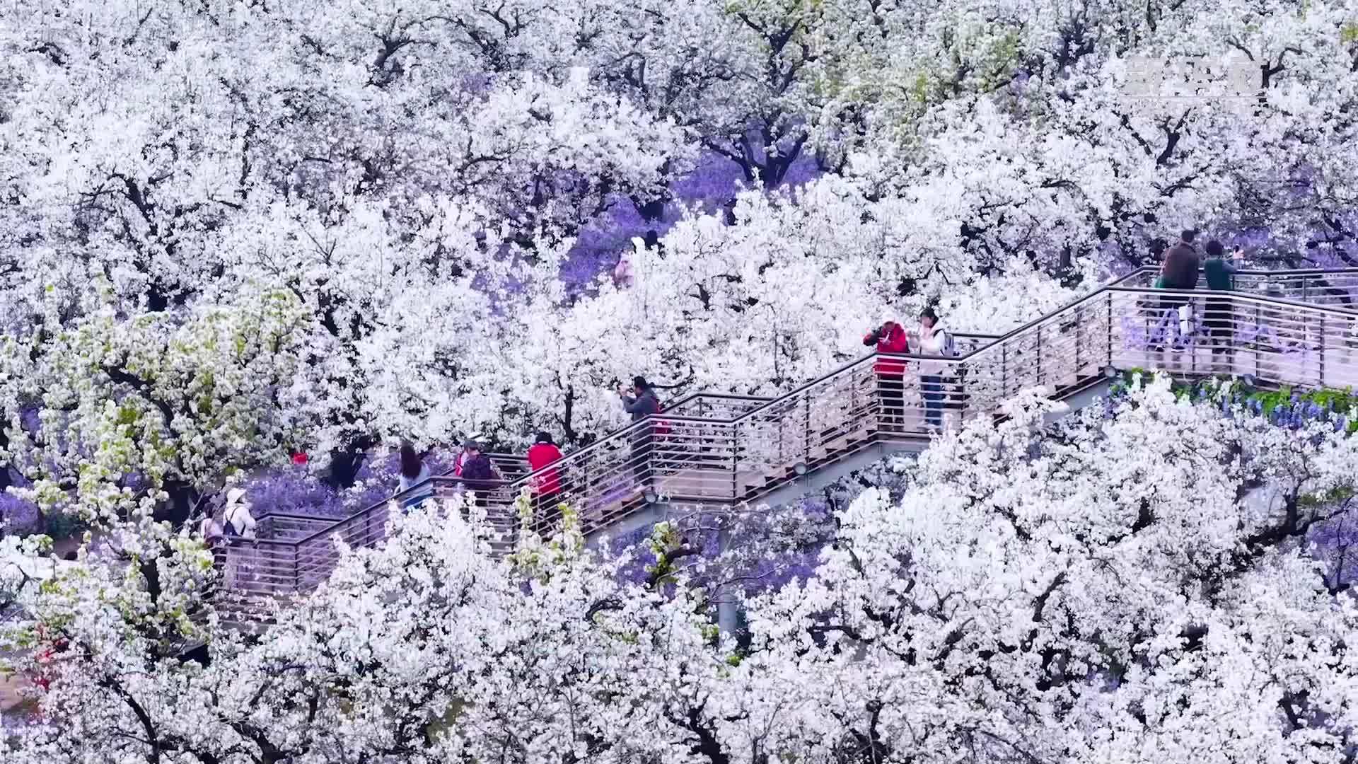 江苏宿迁：三台山500亩梨花进入盛花期