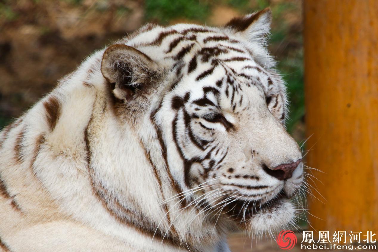 妞妞在运动场里的亭下休息 李卓然摄