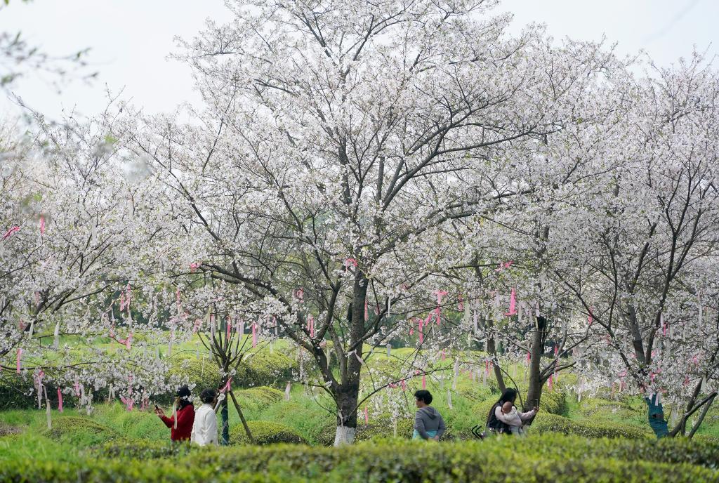 游人在江西省南昌县凤凰沟景区樱花谷观赏盛开的樱花（4月1日摄）。新华社记者 万象 摄