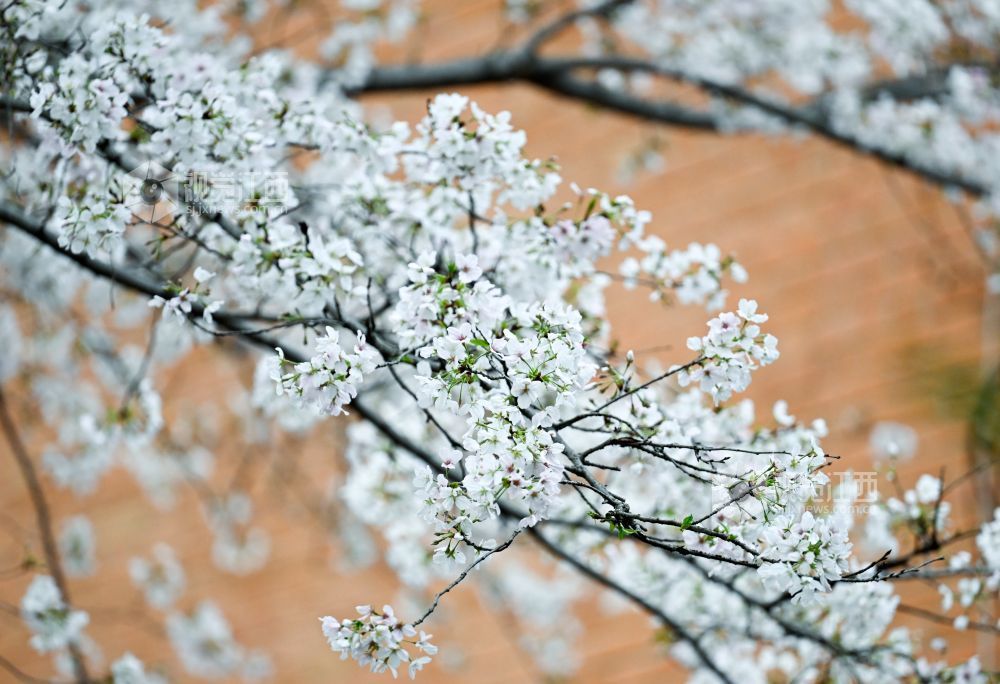 3月30日，江西省林科院千株樱花盛放，粉白花海如云似雪。市民游客漫步花下，打卡春日美景，在樱花雨中尽享南昌春日浪漫。