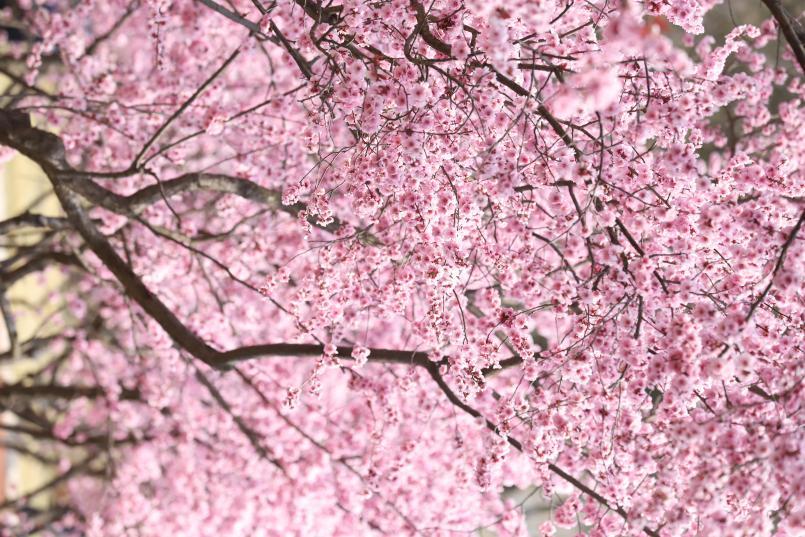 枝桠间攒满粉花,柔瓣叠着嫩蕊,风过处像揉碎的云霞漫成朦胧的雾。焦若航 摄