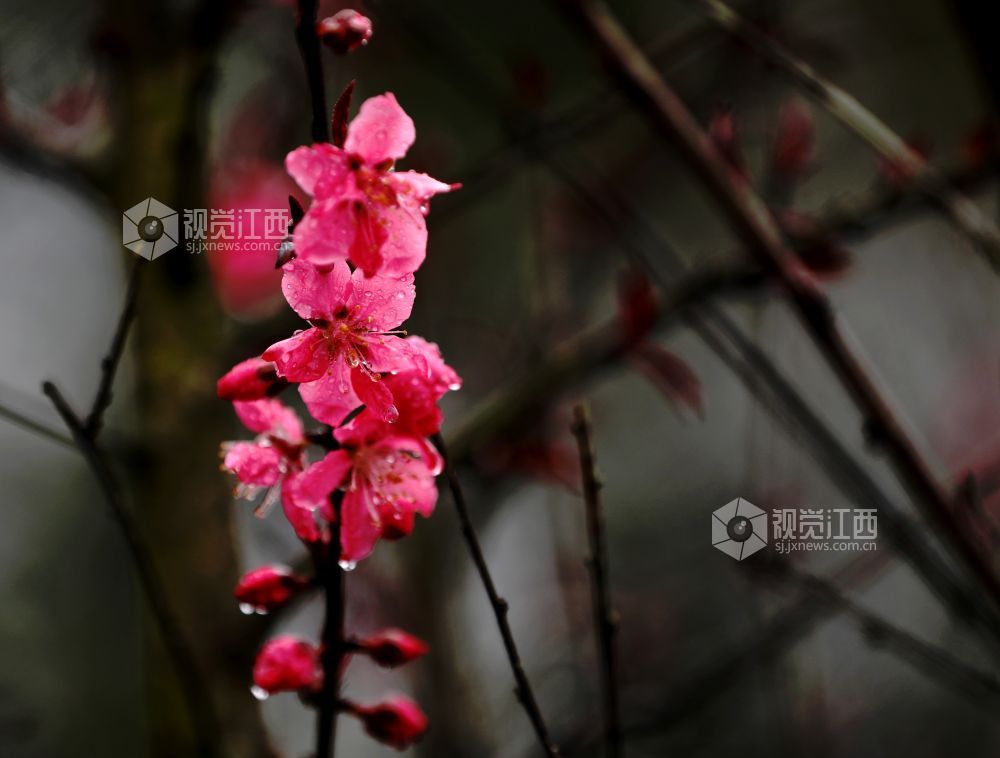 江西分宜：碧桃花开春色美（图）