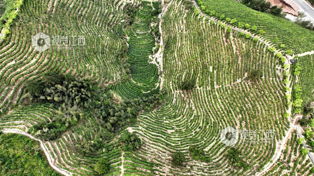 2026年4月2日,航拍视角下的江西省吉安市遂川县汤湖镇生态茶园如大地镌刻的指纹,层层叠叠的茶树沿丘陵山势蜿蜒铺展,大地在山峦间晕开绝美金波,与青山、步道、亭台相映成趣,铺展出一幅茶乡振兴的生态画卷。
