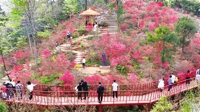 新建区溪霞镇中盛山庄5万多株杜鹃花绚丽绽放