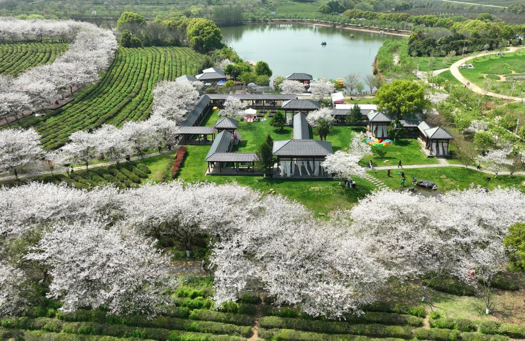 近日，江西省南昌县凤凰沟景区樱花进入盛花期。新华社记者 万象 摄