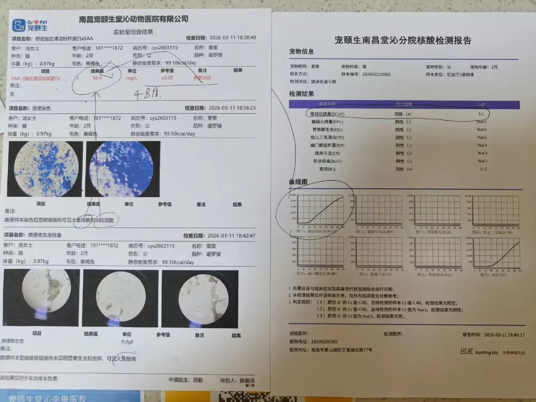 小猫的检测报告