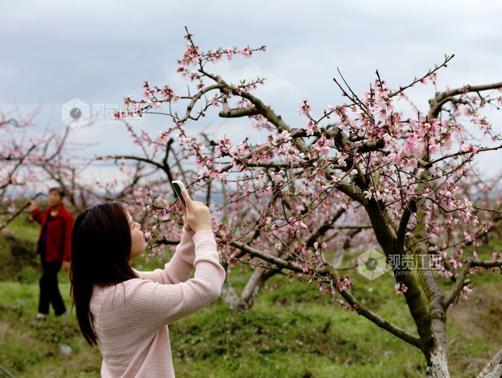 江西分宜:赏桃花 享春光(图)
