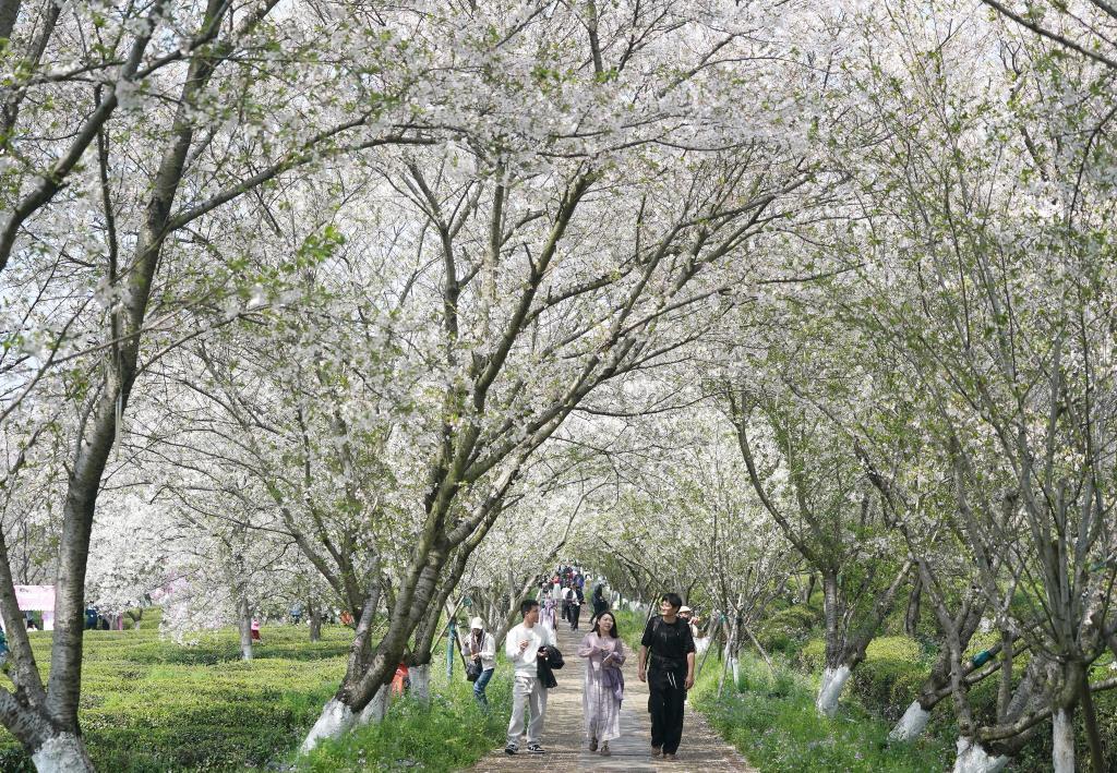 游人在江西省南昌县凤凰沟景区樱花谷观赏盛开的樱花（4月1日摄）。新华社记者 万象 摄