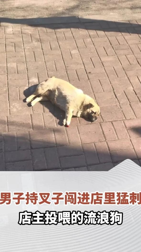男子持叉子闯进店里，猛刺店主投喂的流浪狗，店主：他不仅持叉还带刀，已报警，后续将追究