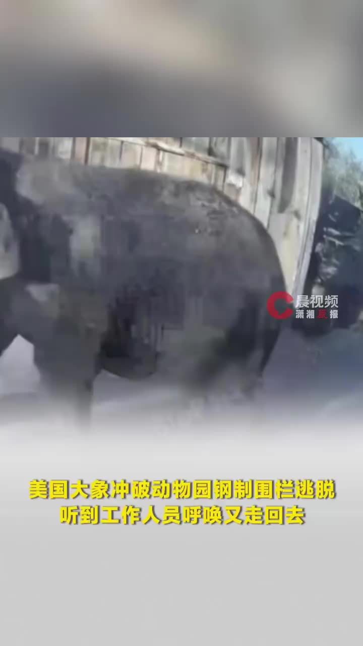 美国一头大象越狱，冲破动物园钢制围栏逃脱90分钟，听到工作人员呼唤又走回去