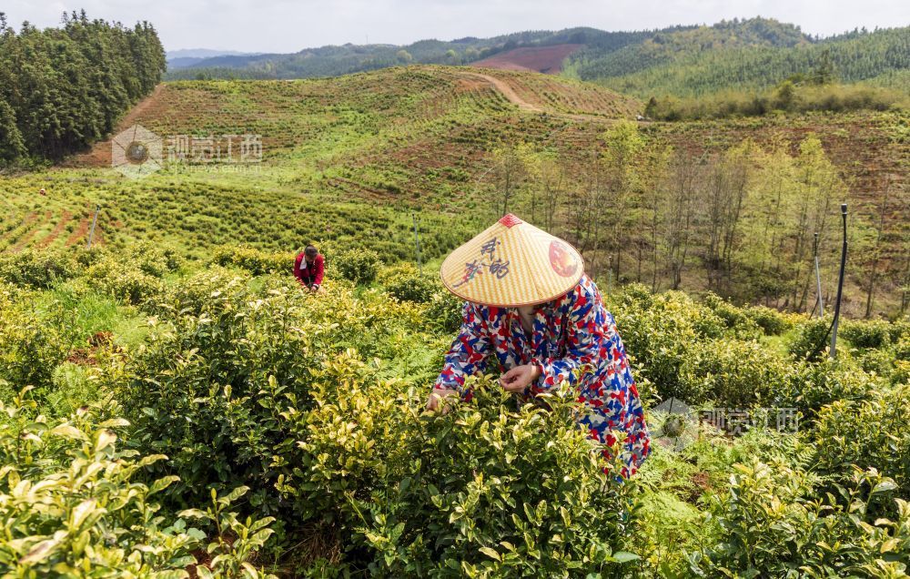 江西分宜：黄茶采摘忙（图）
