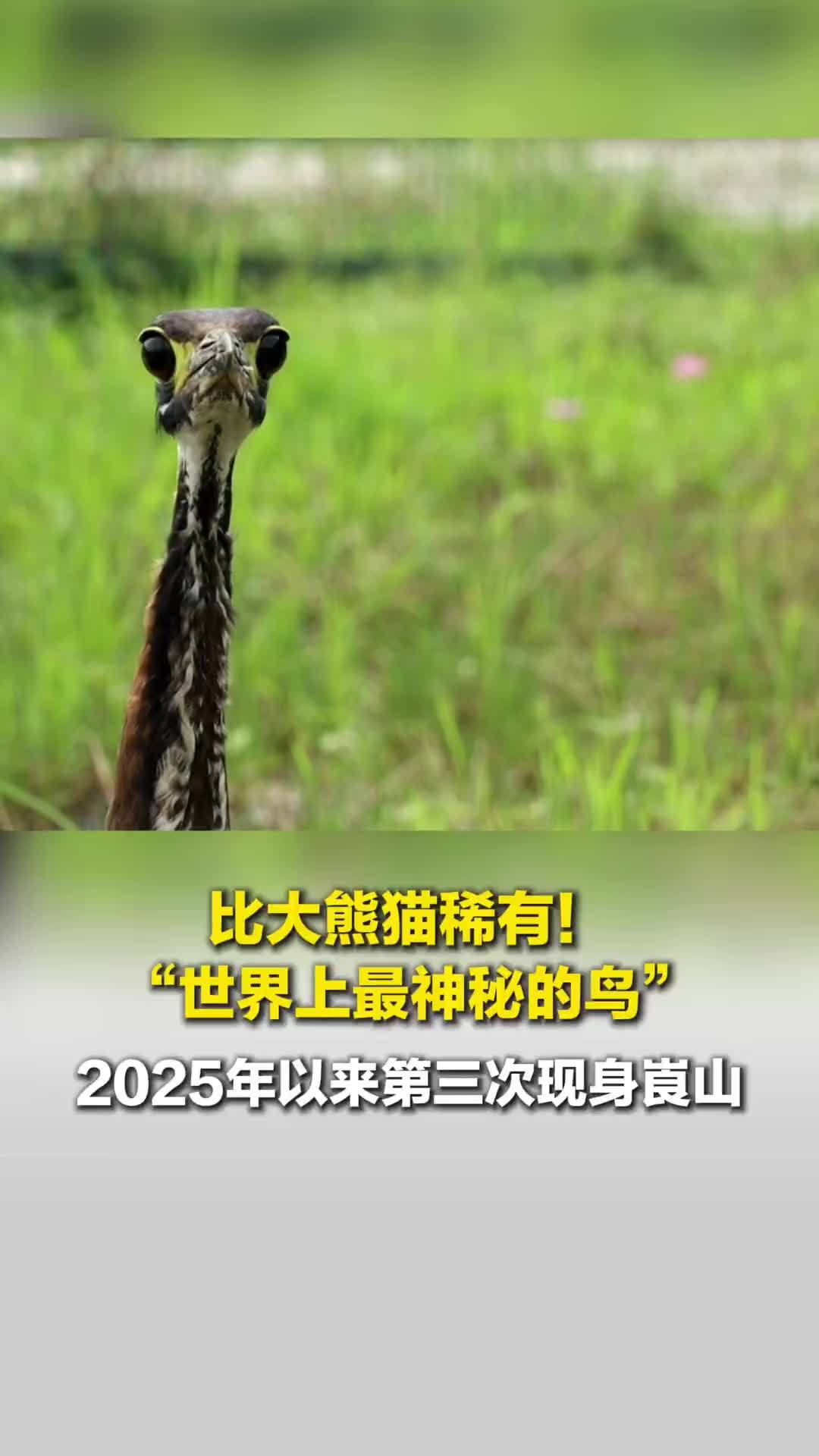 比大熊猫还稀有的“世界上最神秘的鸟”，2025年以来第三次现身崀山