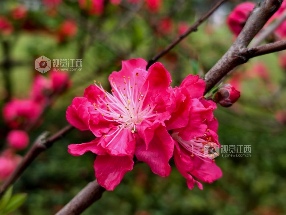 江西分宜：碧桃花开春色美（图）