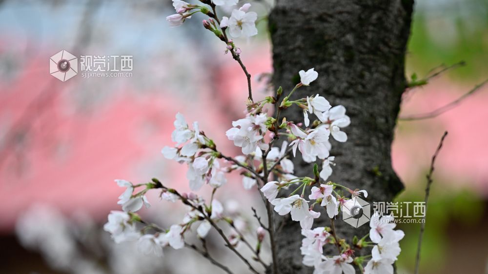 3月30日，江西省林科院千株樱花盛放，粉白花海如云似雪。市民游客漫步花下，打卡春日美景，在樱花雨中尽享南昌春日浪漫。