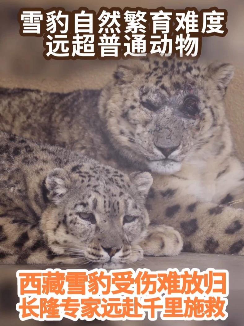 【西藏雪豹受伤无法放归，长隆专家远赴千里接手，人工保育延续血脉】两只高原雪豹重伤遇险，一场跨越三千公里的生命救援即刻启动。雌性雪豹“断尾巴”在族群争斗中身受重伤，获救后顺利康复放归，可没想到一年半以后