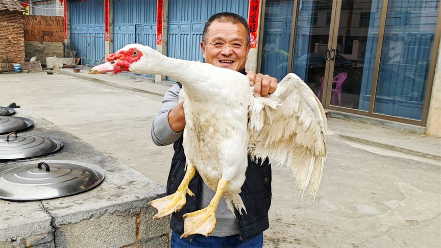 自家纯粮食喂的大番鸭，再养就太老了，做姜母鸭个个都夸好吃