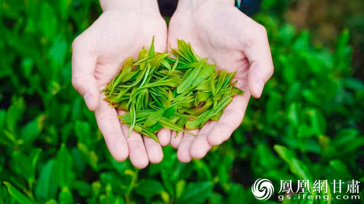 武都区裕河镇万亩生态茶园迎来春茶采摘黄金期　陇南市文化广电和旅游局供图