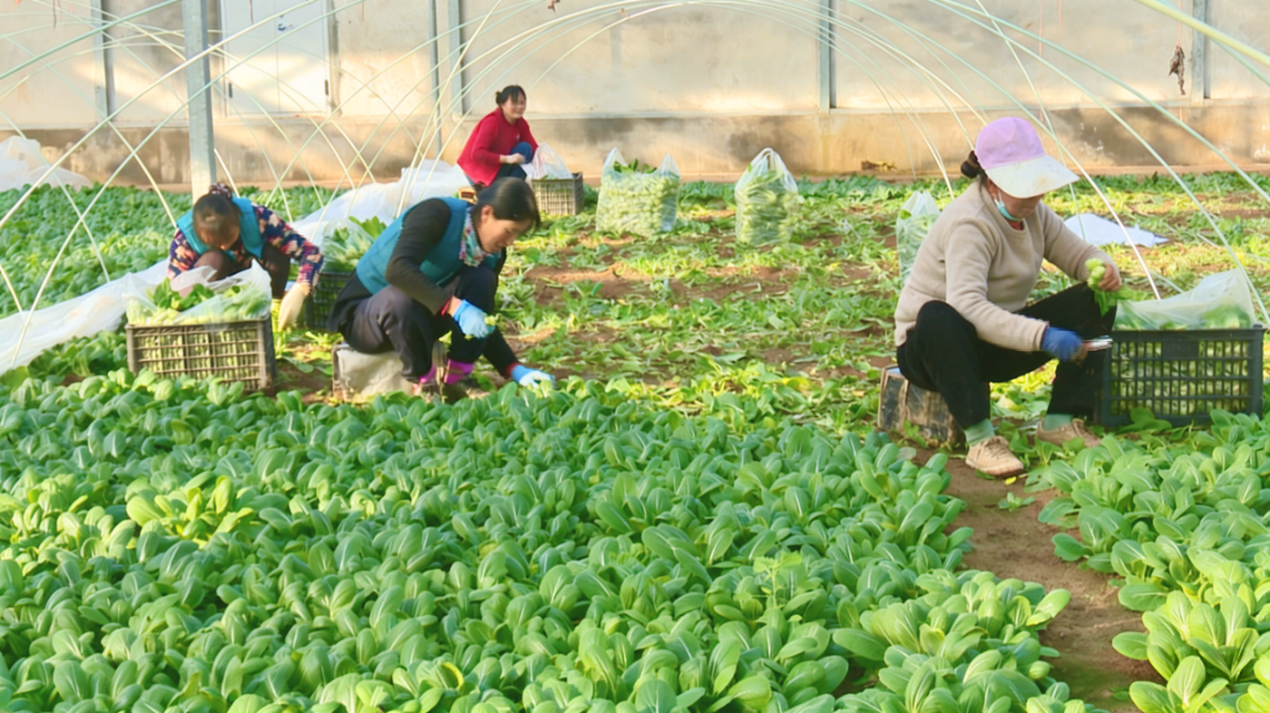 上良镇荣旺村的蔬菜大棚里早春蔬菜长势喜人