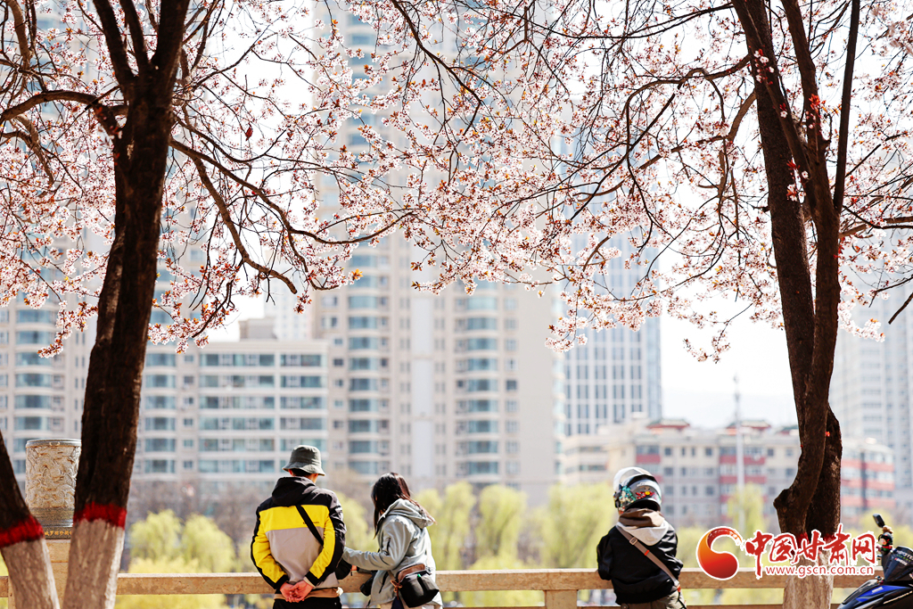 3月31日，市民、游客在兰州市城关区黄河风情线赏花拍照。