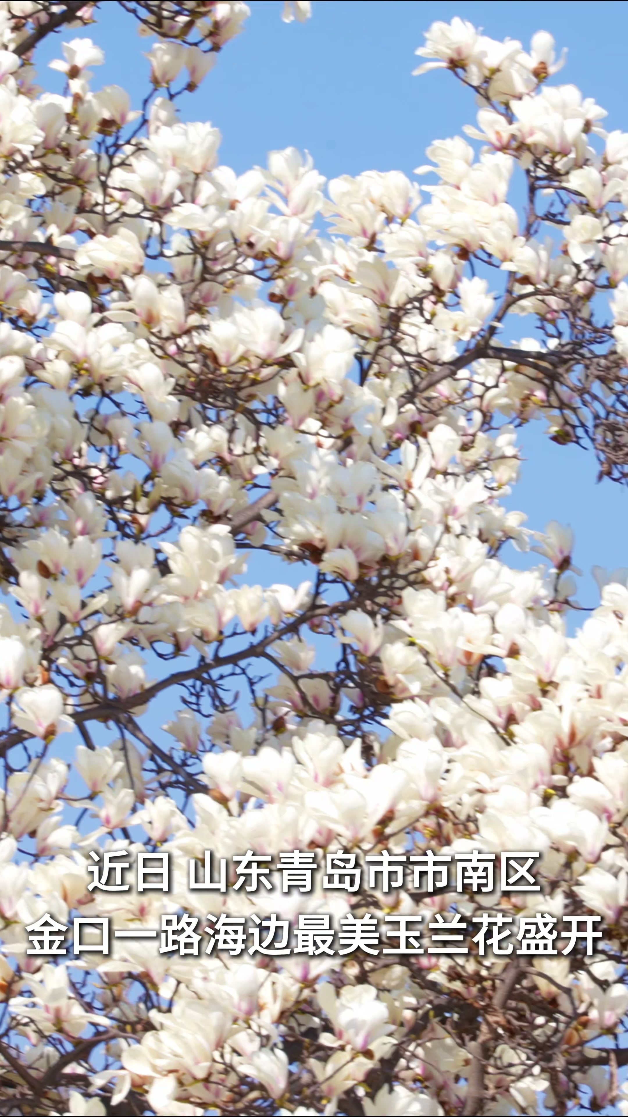 凤凰视频|花海市南，玉兰花与海撞个浪漫满怀