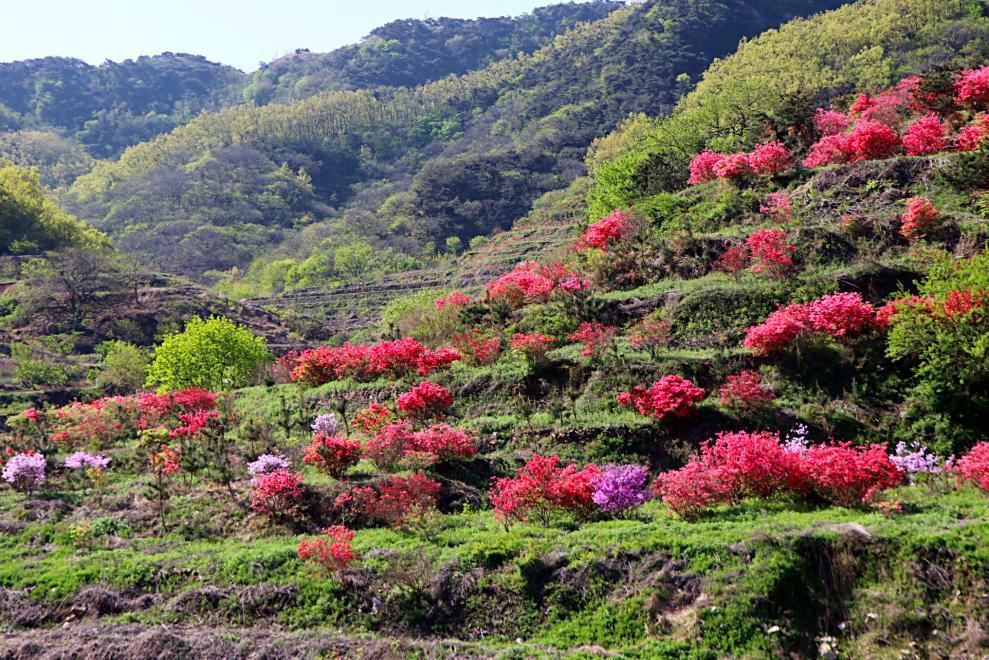 五莲山间樱桃花、杜鹃竞相绽放,粉紫兰槿开遍整个山谷 。田文娟 摄